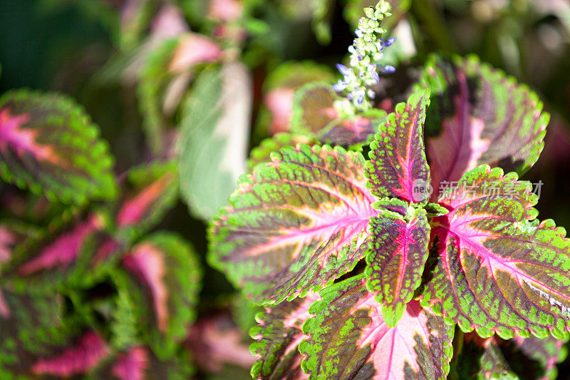 锦紫苏（Plectranthus scutellarioides）